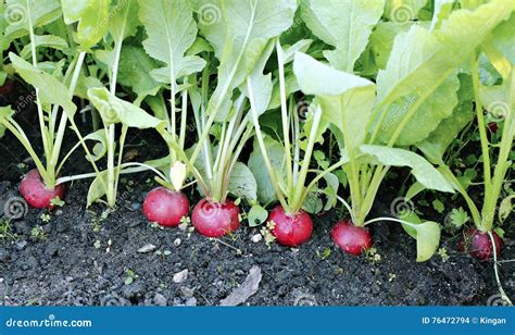 Radis frais avec leurs feuilles