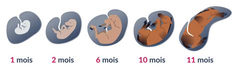 Échographie d'une jument en gestation avec la vésicule embryonnaire