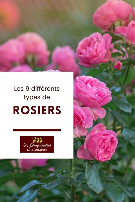 Illustration de différents types de rosiers, y compris grimpants, buissons et miniatures