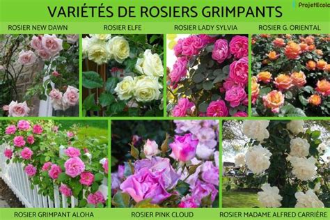 Photos de différentes variétés de rosiers grimpants avec leurs noms