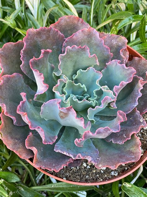 Echeveria 'Blue Curls' avec ses feuilles ondulées