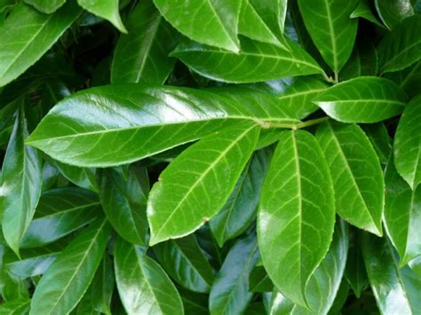 Feuilles et fleurs du Laurier du Caucase