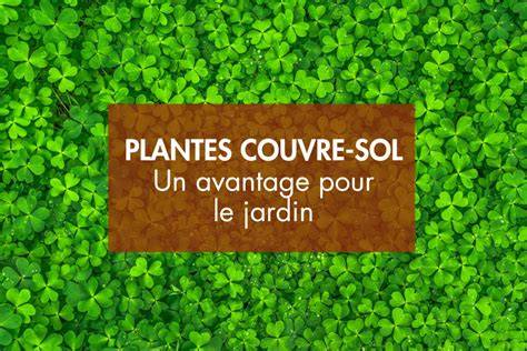 Infographie sur les avantages des plantes couvre-sol