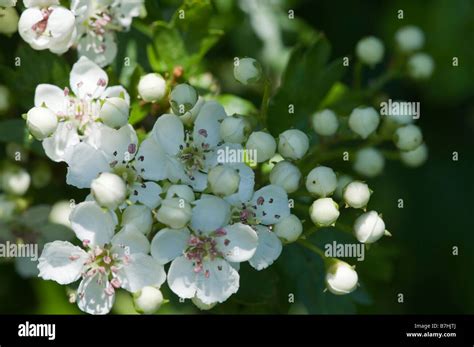 Aubépine en fleur dans la campagne