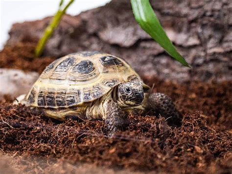 Terrarium avec substrat à base de coco et divers enrichissements