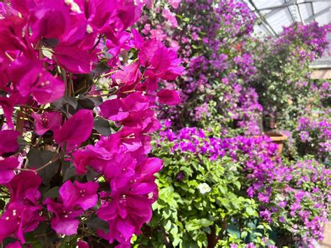 Bougainvillier avec ses bractées colorées