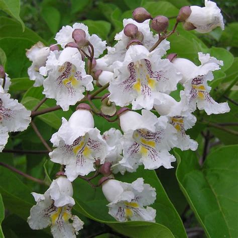 Illustration d'un Catalpa bignonioides en fleur