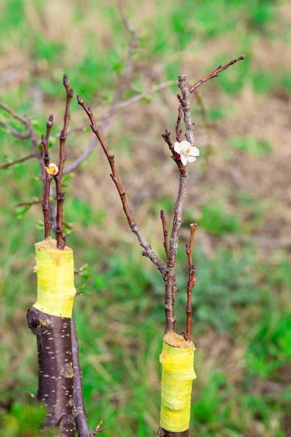 Infographie expliquant le porte-greffe d'un arbre fruitier
