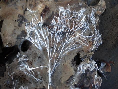 Mycélium d'Armillaire sur une racine