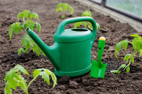 Arrosoir et légumes du potager