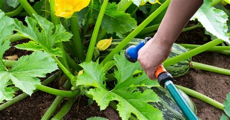 Arrosage au pied d'une courgette