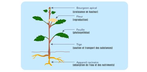 Schéma expliquant l'impact de l'urine de chien sur la structure de la plante de gazon