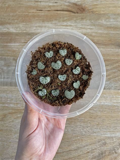 Bouturage de Ceropegia woodii