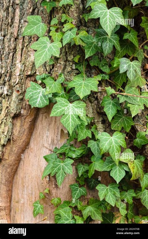 Lierre poussant sur un arbre de manière asymétrique