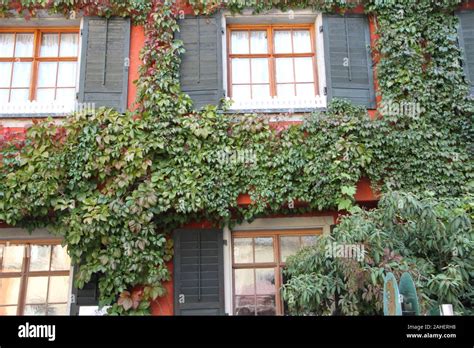 Façade d'immeuble recouverte de lierre en ville