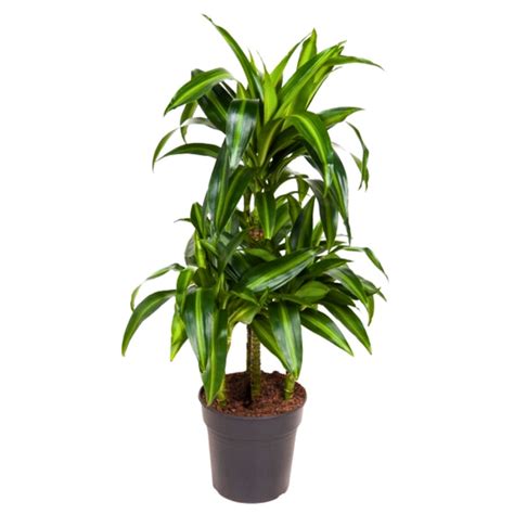 Image d'un Dracaena avec ses feuilles épaisses et élégantes