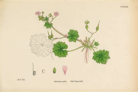 Illustration botanique d'un Geranium sauvage en milieu rocailleux