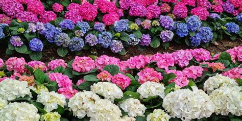 Hortensia aux multiples couleurs