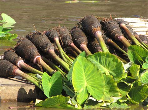 Illustration d'un bulbe de colocasia avec des pousses et des racines