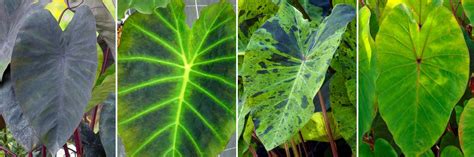 Diverses variétés de feuilles de colocasia