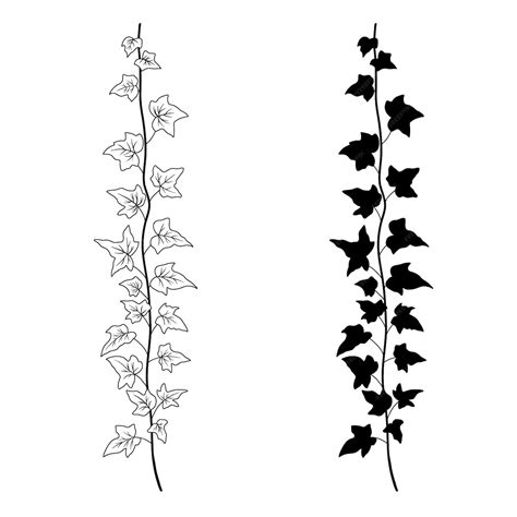 Dessin de rose noire et blanche avec lierre
