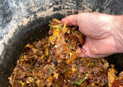 Feuilles de noisetier broyées dans un compost