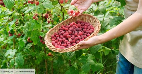 Récolte de framboises mûres sur un framboisier