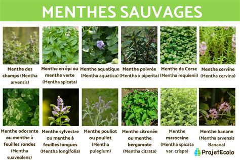 Planche botanique de différentes variétés de menthe