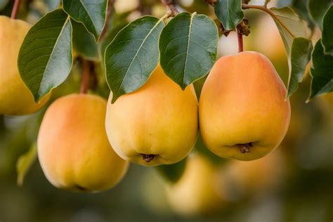 Image des fruits du cognassier du Japon (coings)