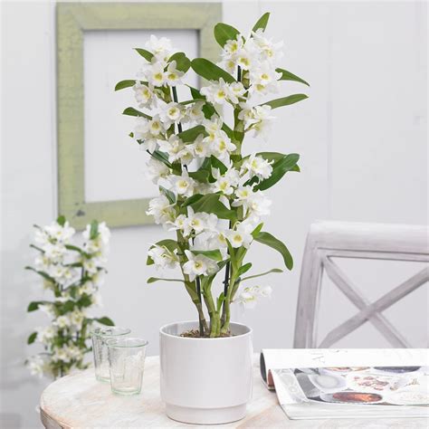 Photo d'une orchidée Dendrobium en bonne santé