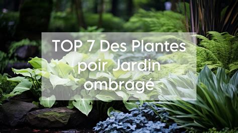 Jardin ombragé avec des plantes couvre-sol sous des arbres