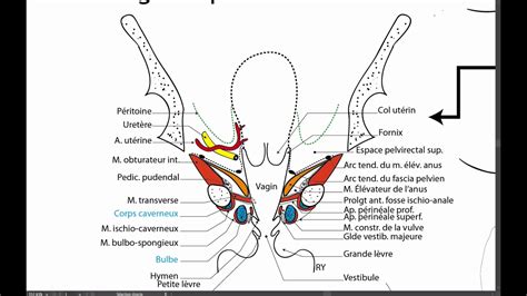 Schéma anatomique des glandes de Bartholin et des structures vulvaires environnantes
