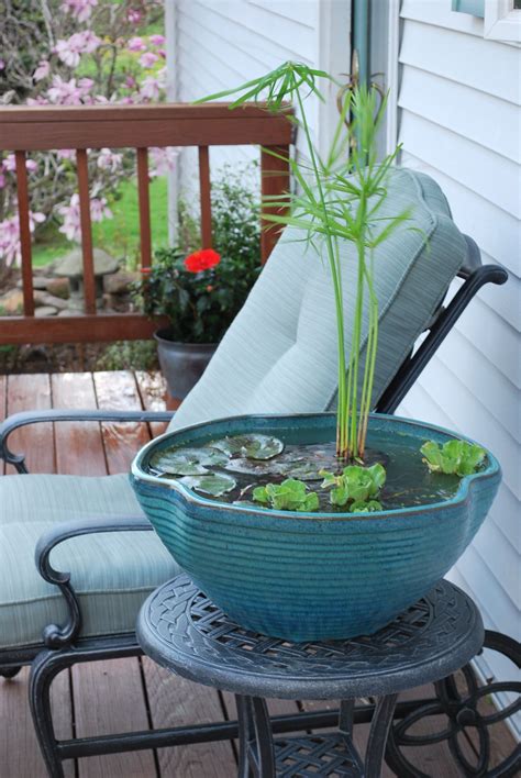 Plantes aquatiques en pot et enracinées