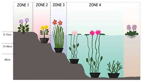 Schéma des zones de plantation dans un bassin aquatique