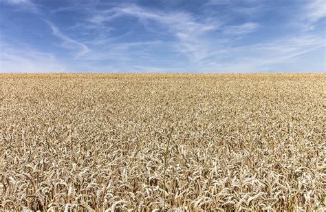 Champ de blé fertilisé au sulfate de calcium