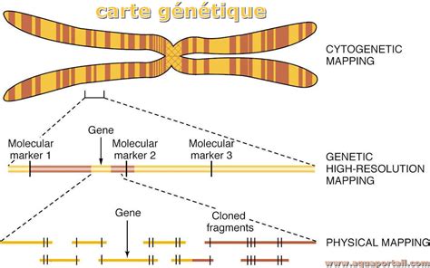 Schéma de l'architecture génétique des résistances aux maladies chez le palmier à huile