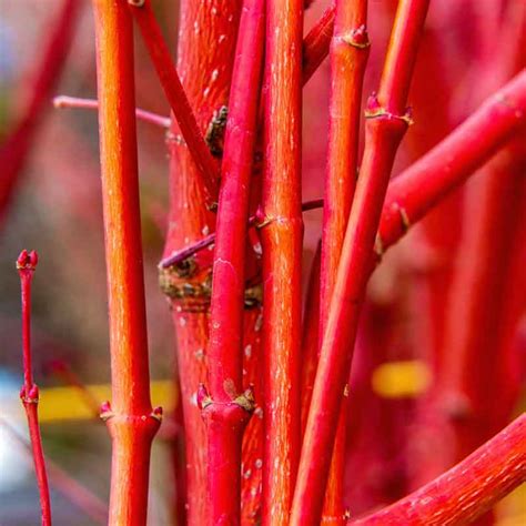 Écorce rouge corail de l'Acer palmatum 'Senkaki' en hiver