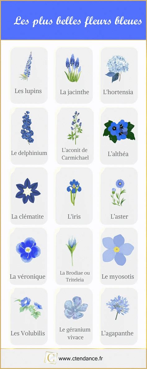 Infographie présentant différentes variétés de fleurs bleues vivaces avec leurs caractéristiques