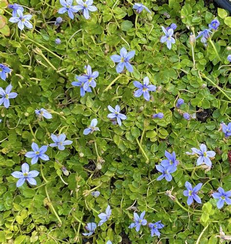 Tapis de Pratia pedunculata en fleurs bleues sous des pas japonais
