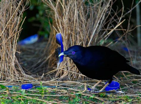 Oiseau jardinier satiné mâle devant son berceau nuptial bleu