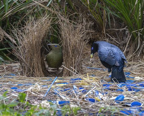 Jardinier satiné mâle utilisant un outil pour peindre son berceau