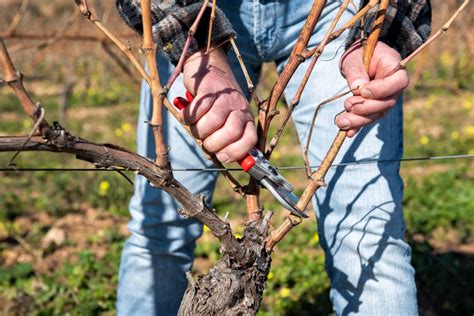 Personne visionnant des vidéos de formation sur la taille de la vigne