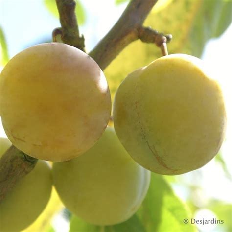 Prunes Reine-Claude Dorée mûres