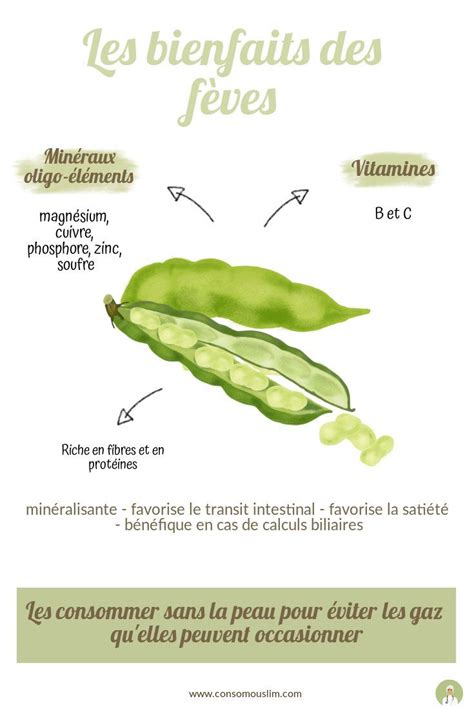 infographie sur les bienfaits nutritionnels des fèves