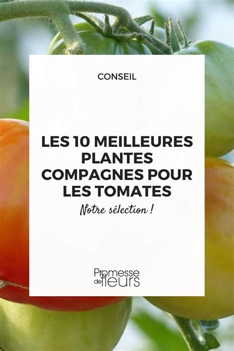 Image d'infographie sur les plantes compagnes bénéfiques pour les tomates