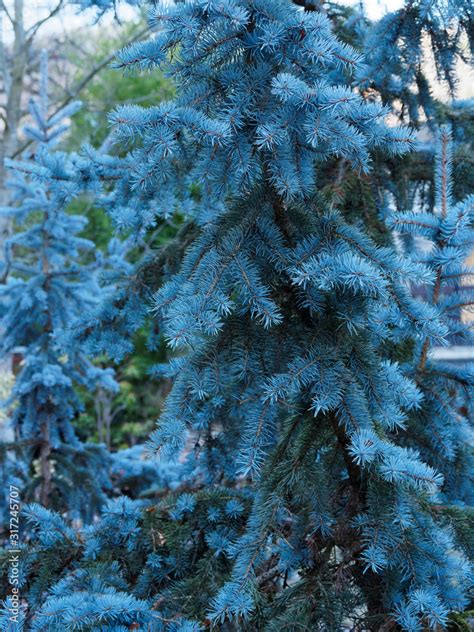 Sapin bleu majestueux dans un jardin