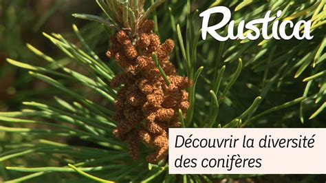 Diversité des conifères