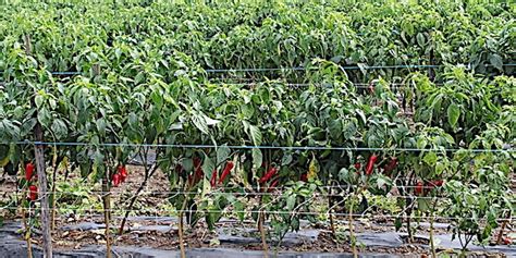 Plantation de piments en champ