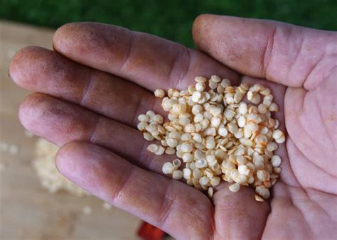 Semis de graines de piment en terrine