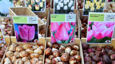Assortiment de bulbes printaniers dans une main
